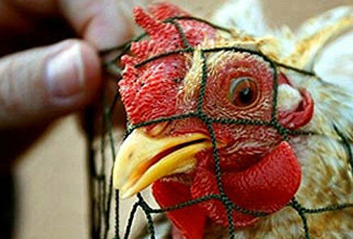 Новая разновидность птичьего гриппа обнаружена в Нигерии