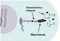 Механизм действия Панавира
