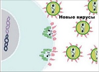 Механизм действия Панавира