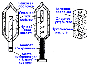 Механизм действия Панавира